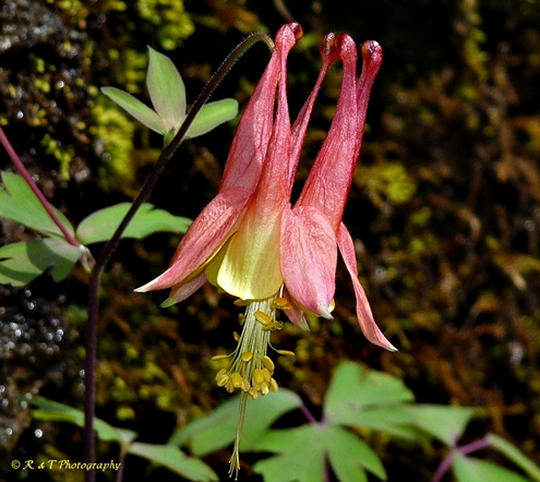 {Aquilegia canadensis}